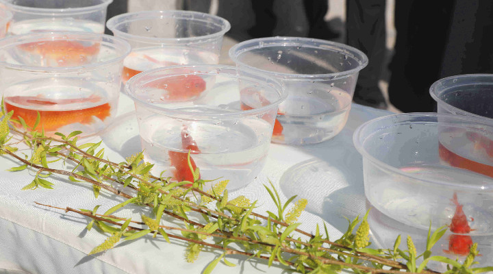 1648798836402565.jpg PF5A1230.JPG